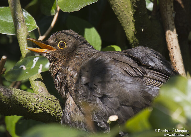 Common Blackbird female adult