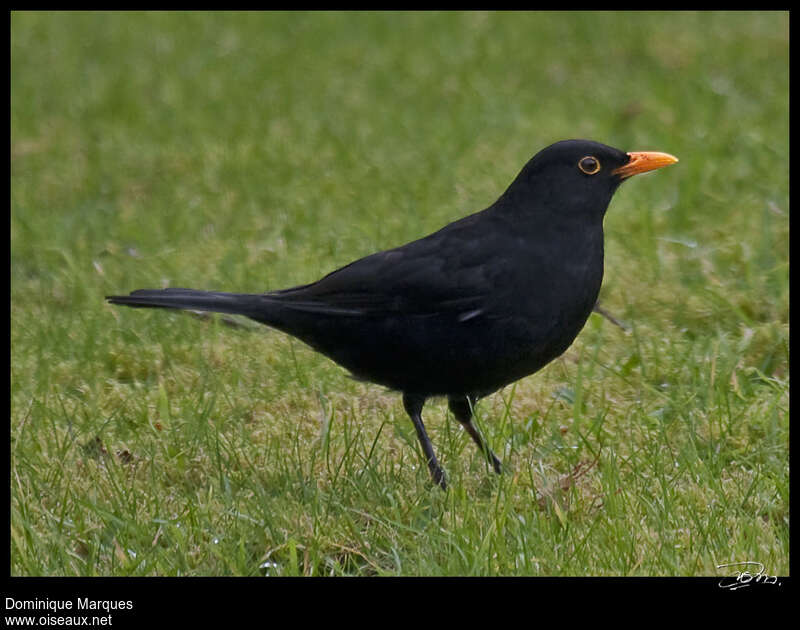 Common Blackbird male adult, identification