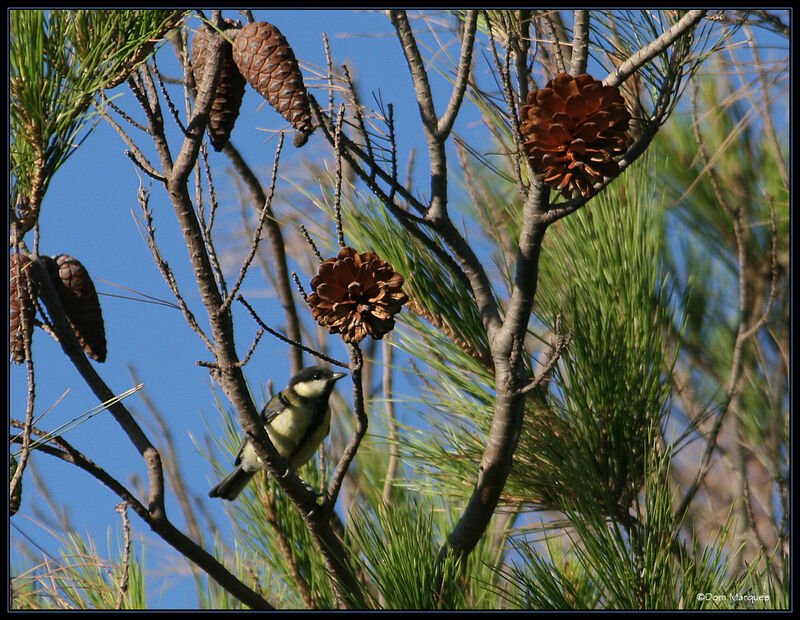 Mésange charbonnièreadulte