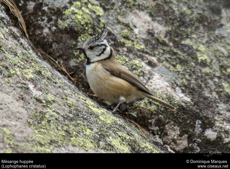 Crested Titadult, identification