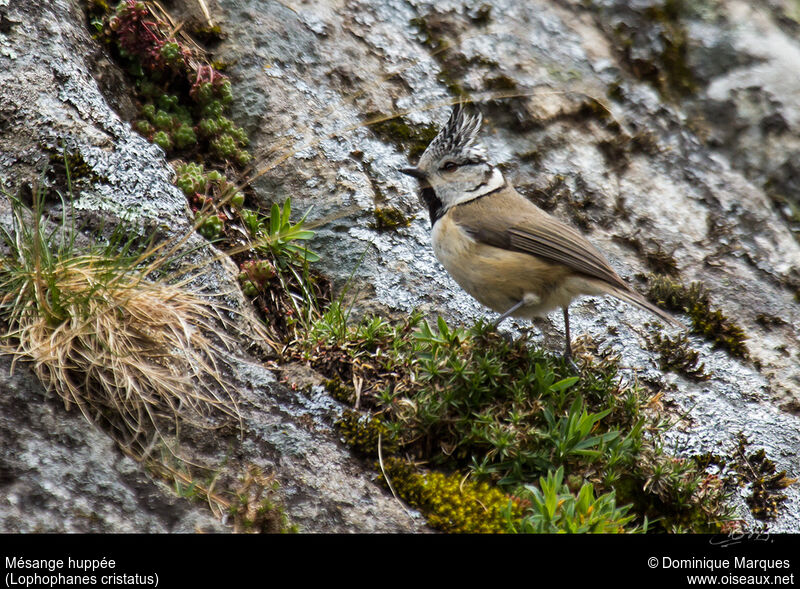 Crested Titadult, identification