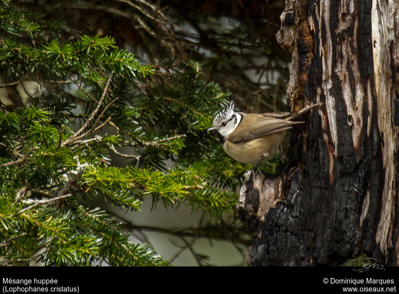 Crested Titadult, identification