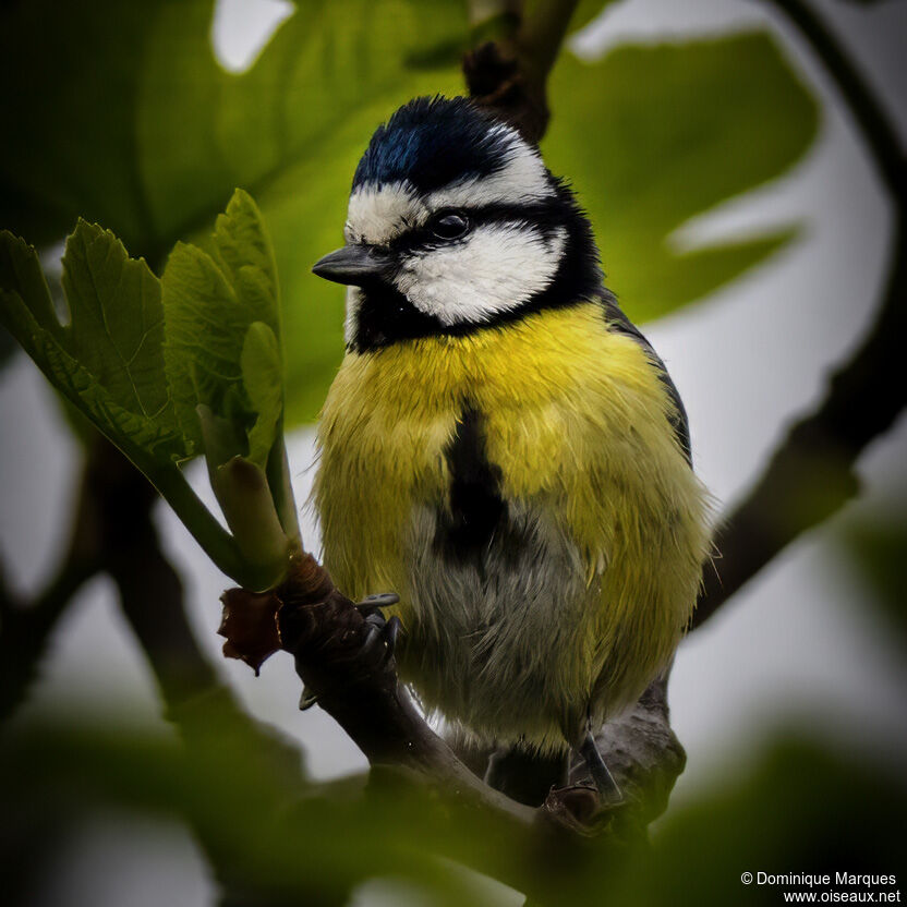 Mésange nord-africaineadulte nuptial, portrait