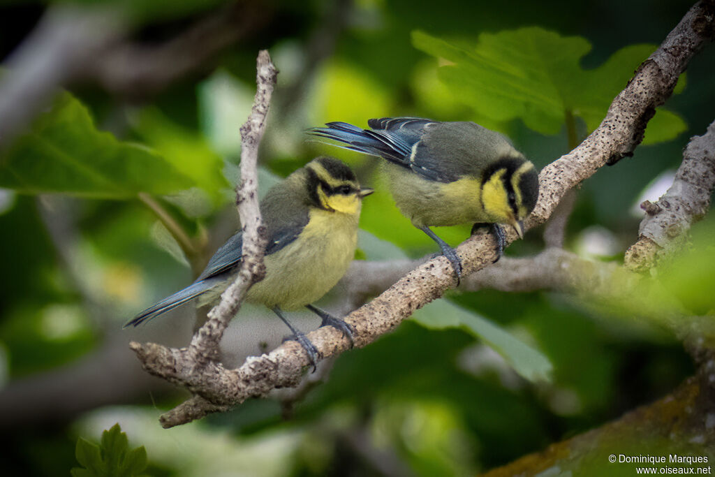 Mésange nord-africaine