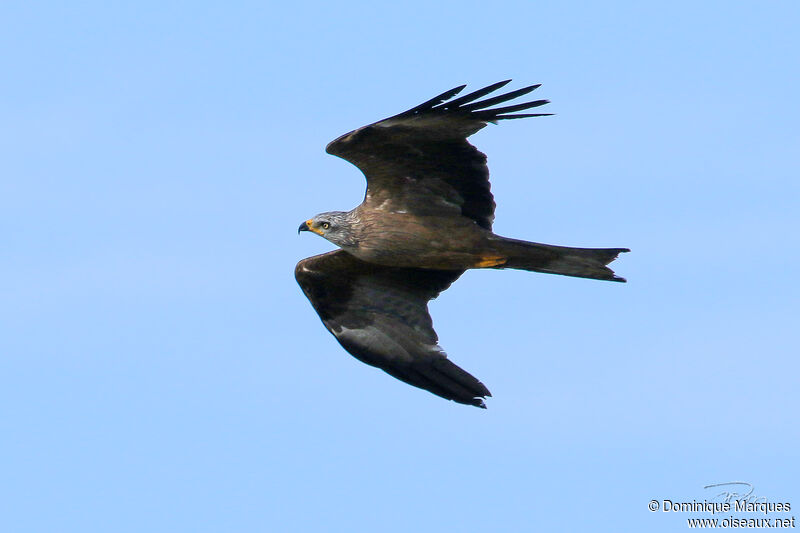 Black Kiteadult, identification