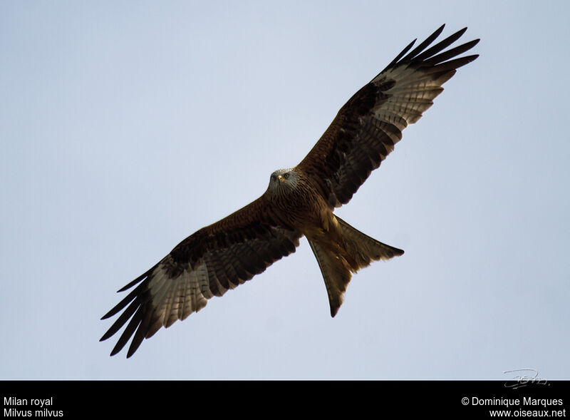 Red Kiteadult, Flight