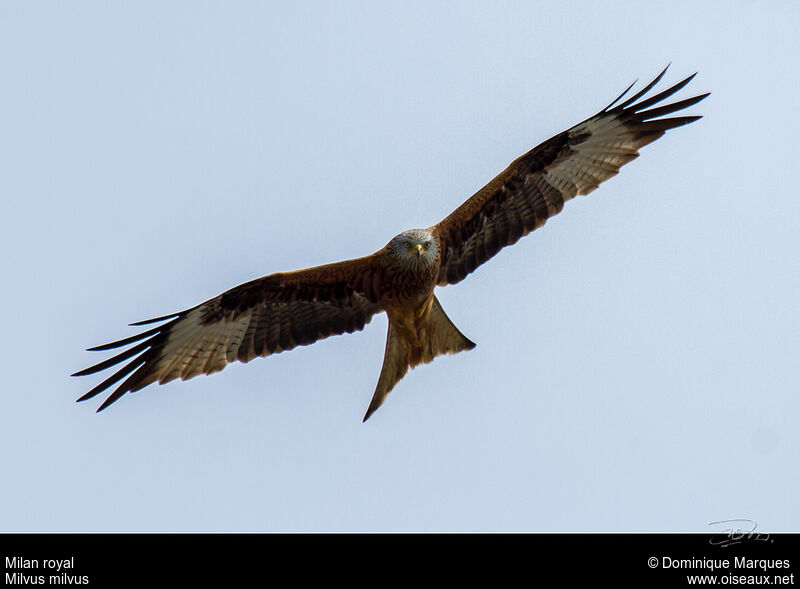 Red Kiteadult, Flight