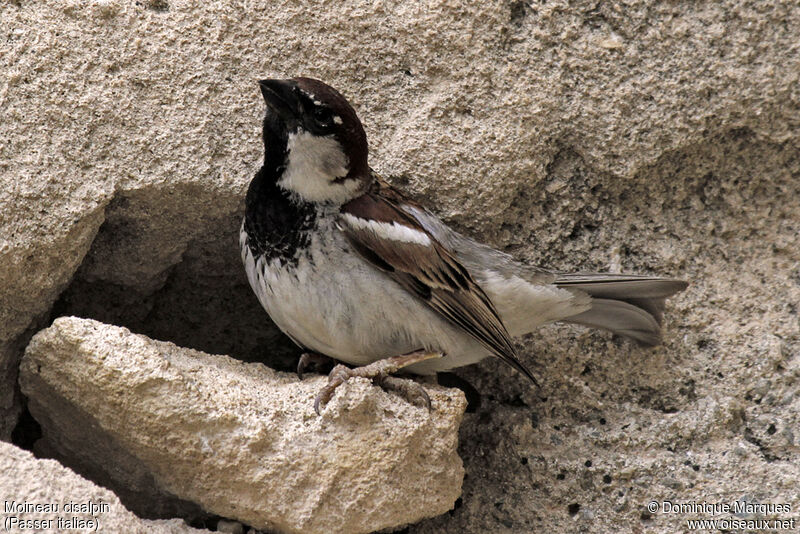 Italian Sparrow male adult, identification