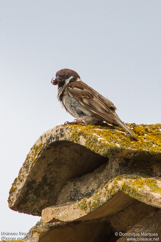 Eurasian Tree Sparrowadult, identification