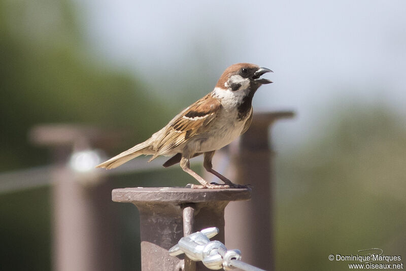 Eurasian Tree Sparrow male adult breeding, identification