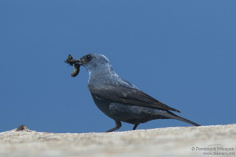 Blue Rock Thrush male adult, identification