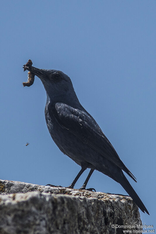 Blue Rock Thrush male adult, identification