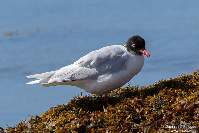 Mediterranean Gulladult, identification