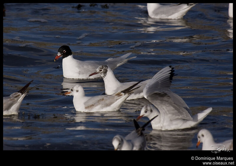 Mediterranean Gulladult breeding, identification