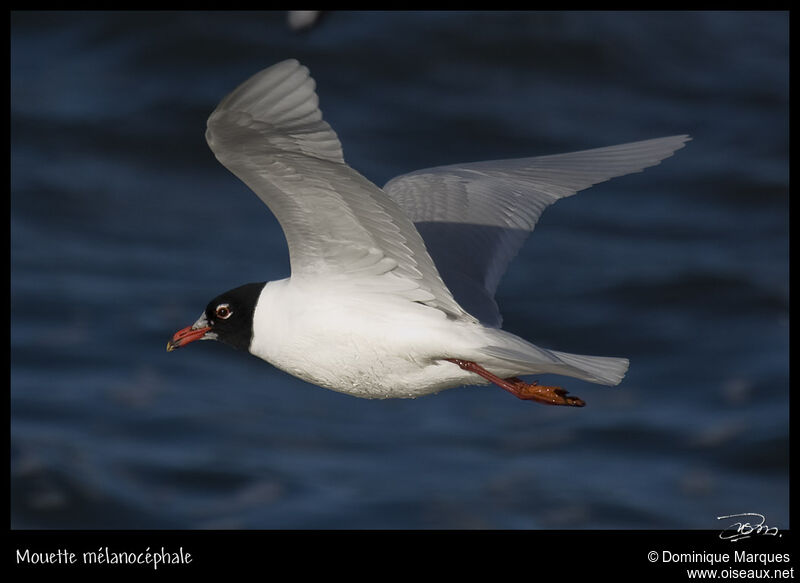 Mediterranean Gulladult breeding, identification