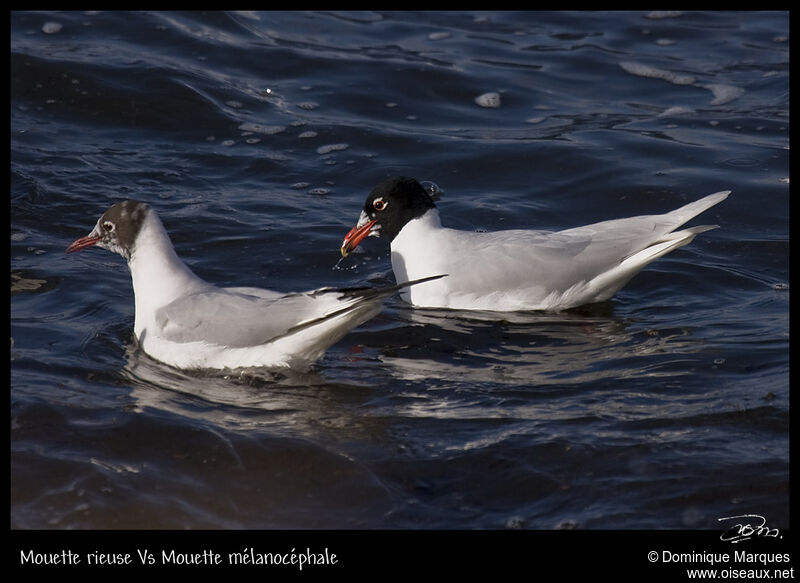 Mediterranean Gulladult breeding, identification