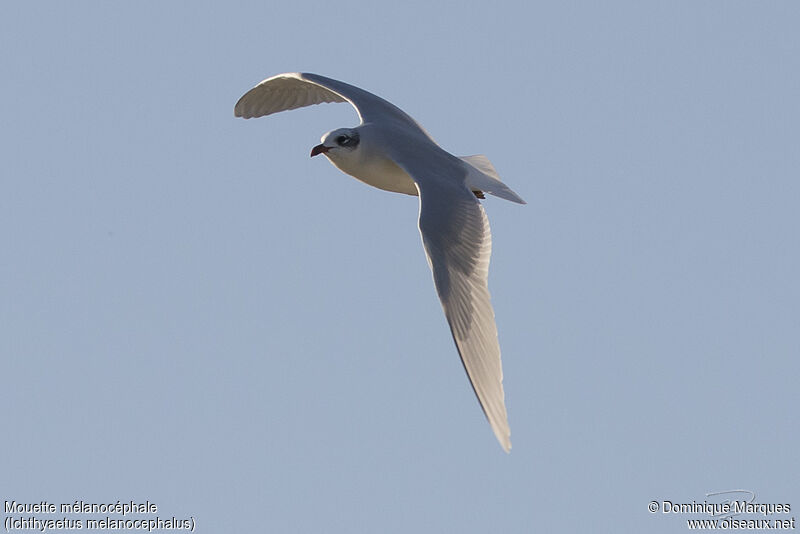 Mediterranean Gulladult post breeding, Flight