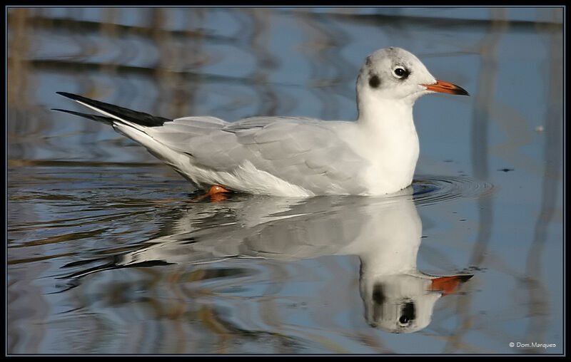 Mouette rieuse1ère année