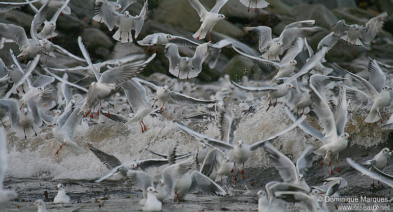 Mouette rieuse, Vol, Comportement