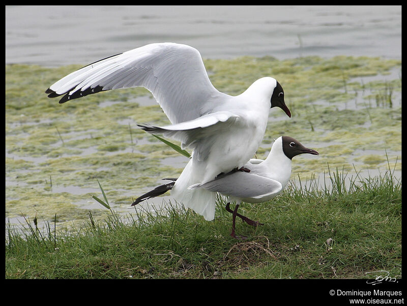 Mouette rieuse adulte nuptial, identification, Comportement