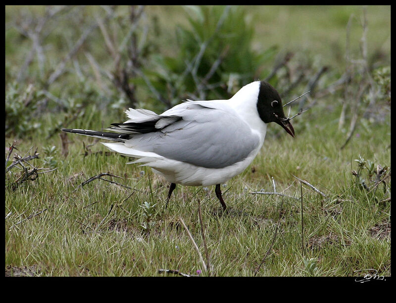 Mouette rieuseadulte nuptial, identification, Nidification, Comportement