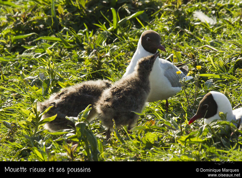 Mouette rieuse, identification, Nidification, Comportement