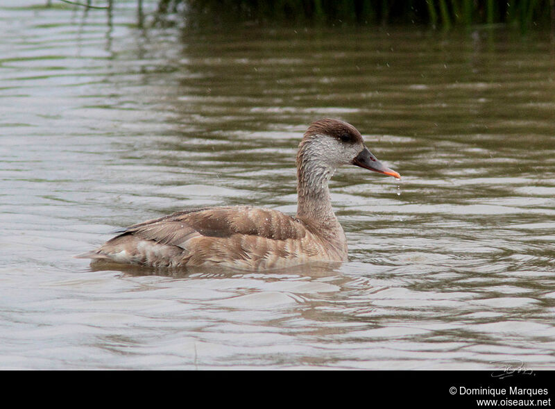 Nette rousse femelle adulte, identification