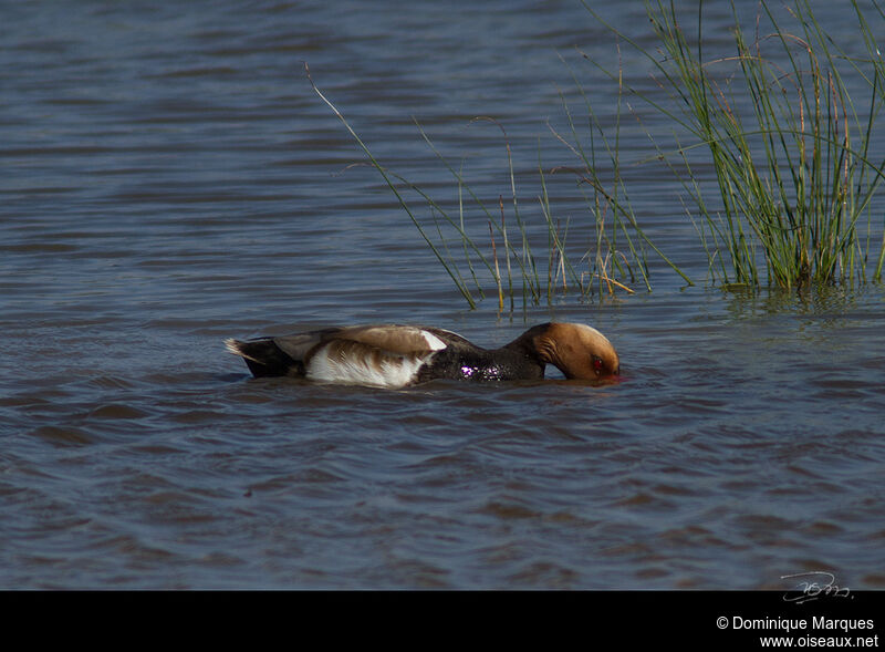 Nette rousse mâle adulte, identification, Comportement