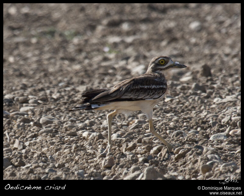 Oedicnème criardadulte, identification