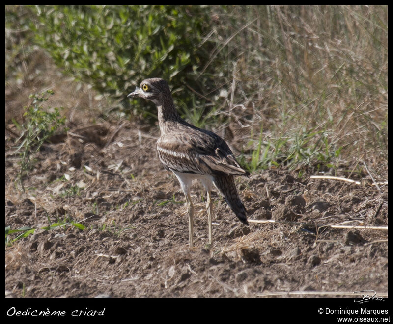 Oedicnème criardadulte, identification