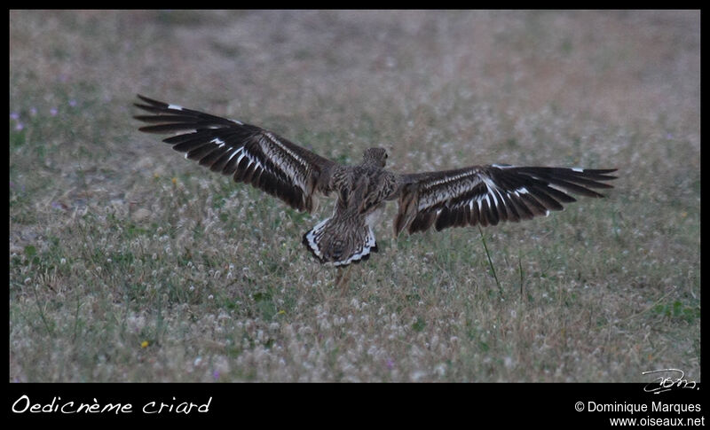 Eurasian Stone-curlewadult, Flight