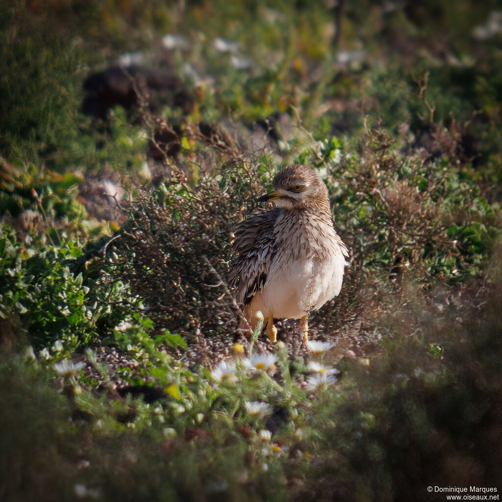 Oedicnème criard, identification