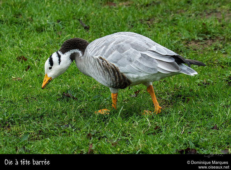 Oie à tête barréeadulte, identification