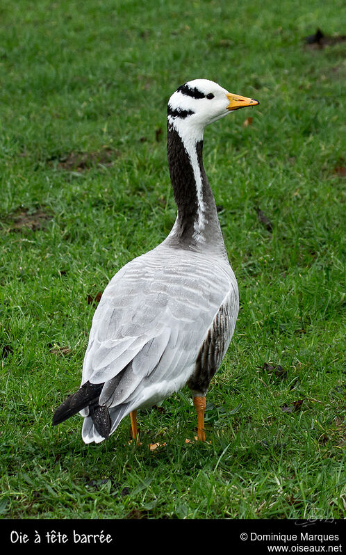 Bar-headed Gooseadult, identification