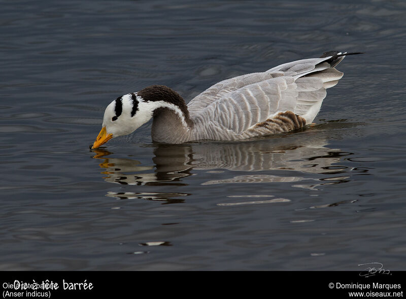 Bar-headed Gooseadult post breeding, identification