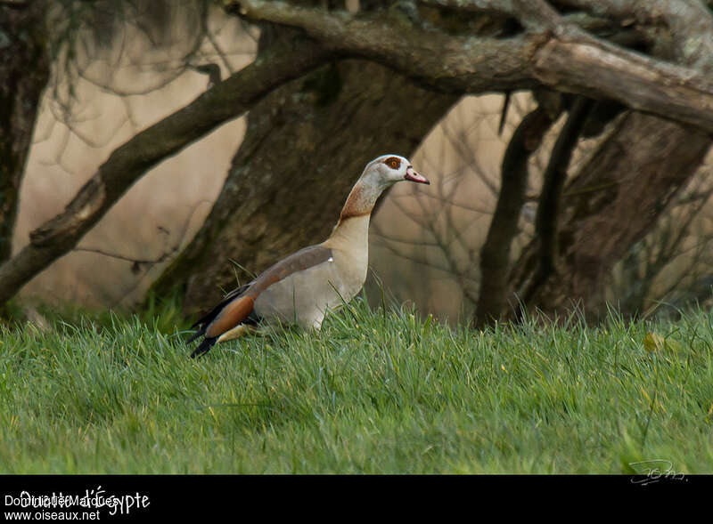 Egyptian Goose, identification