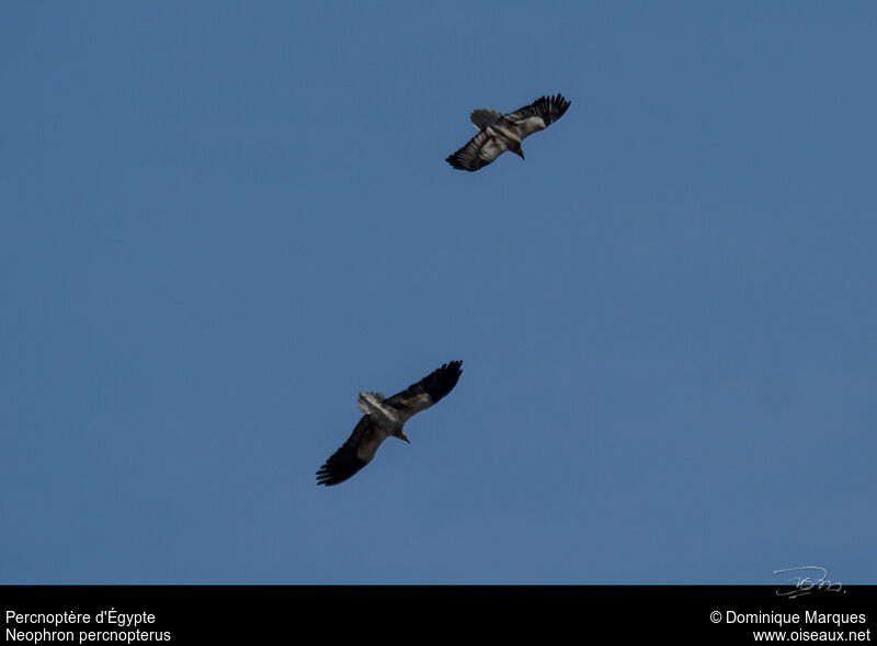 Egyptian Vultureimmature, Flight