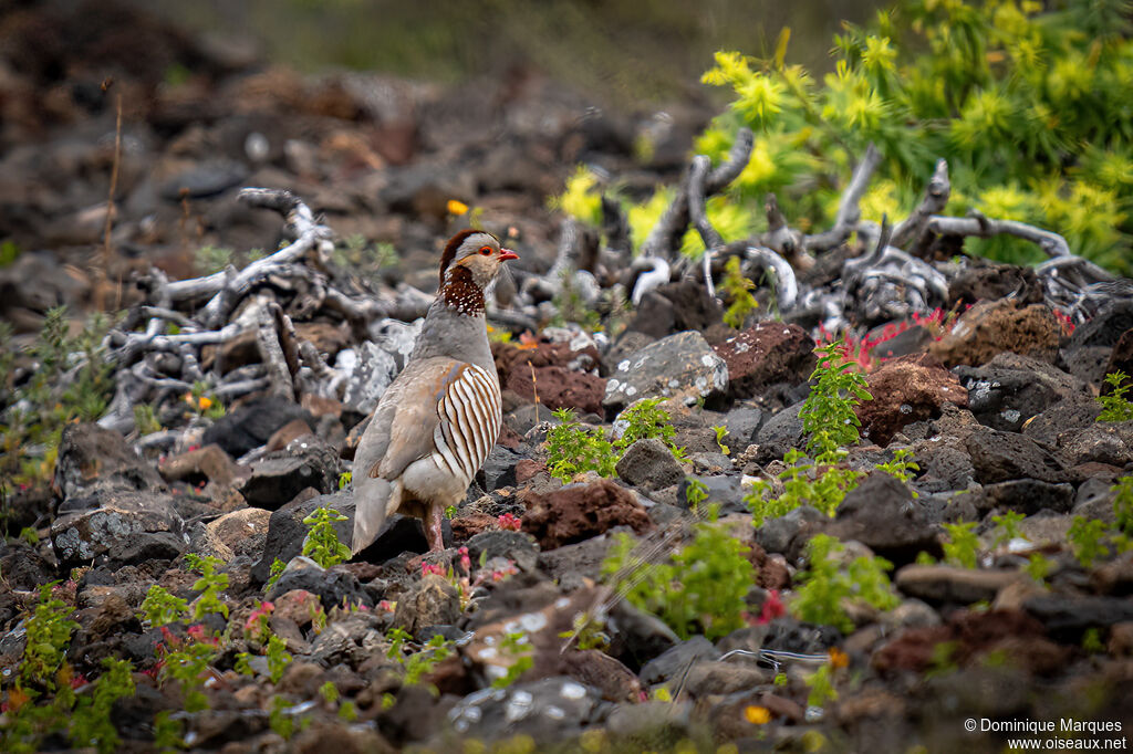 Perdrix gambraadulte, identification
