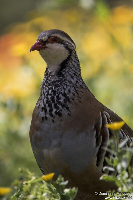 Perdrix rougeadulte, portrait