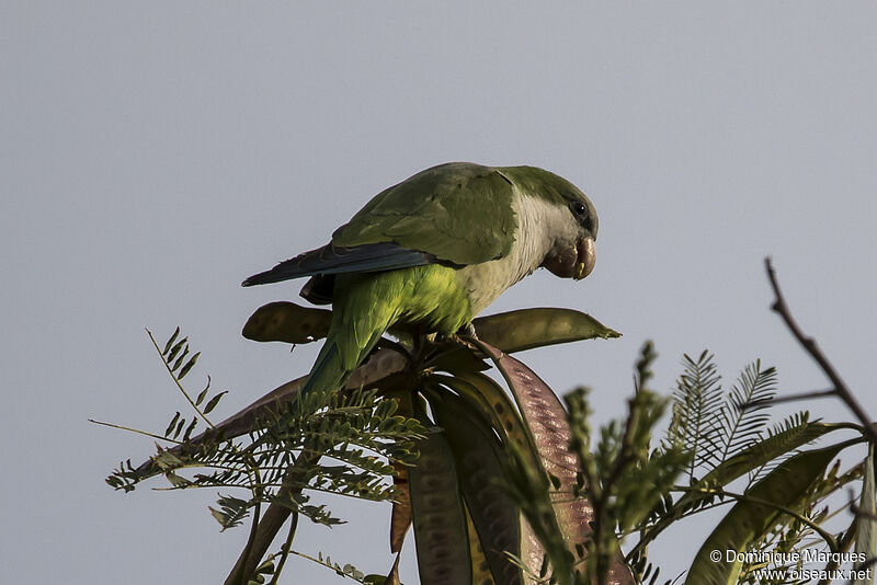 Perriche veuveadulte, identification, mange