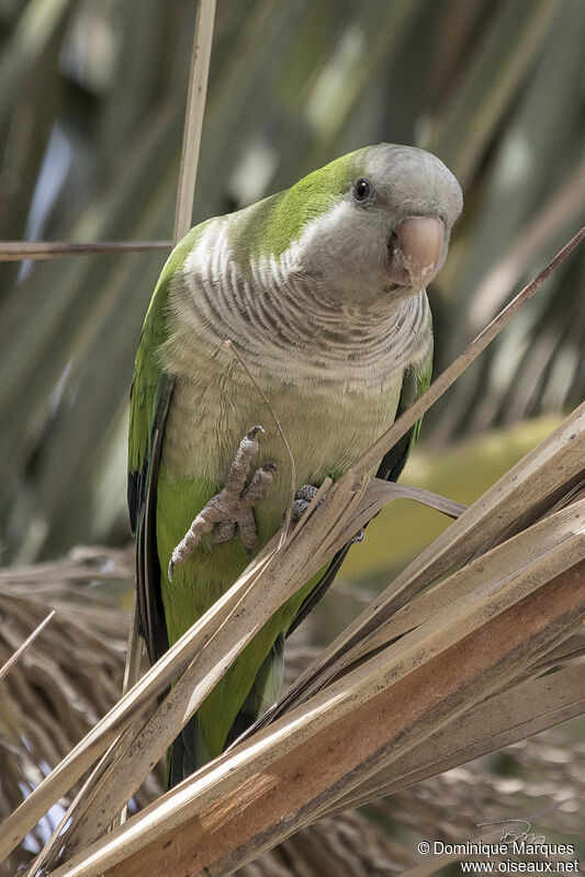 Monk Parakeet