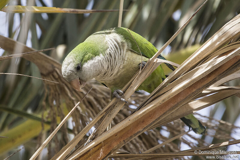 Monk Parakeetadult