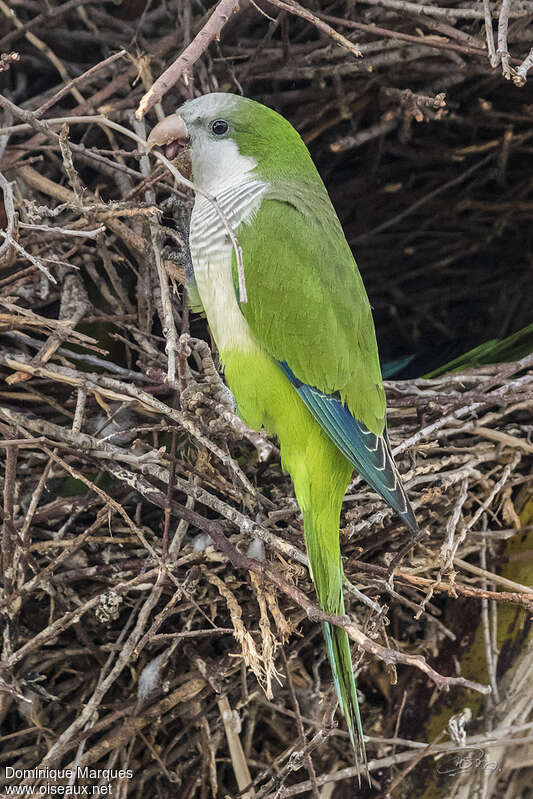 Monk Parakeetadult, identification, Reproduction-nesting