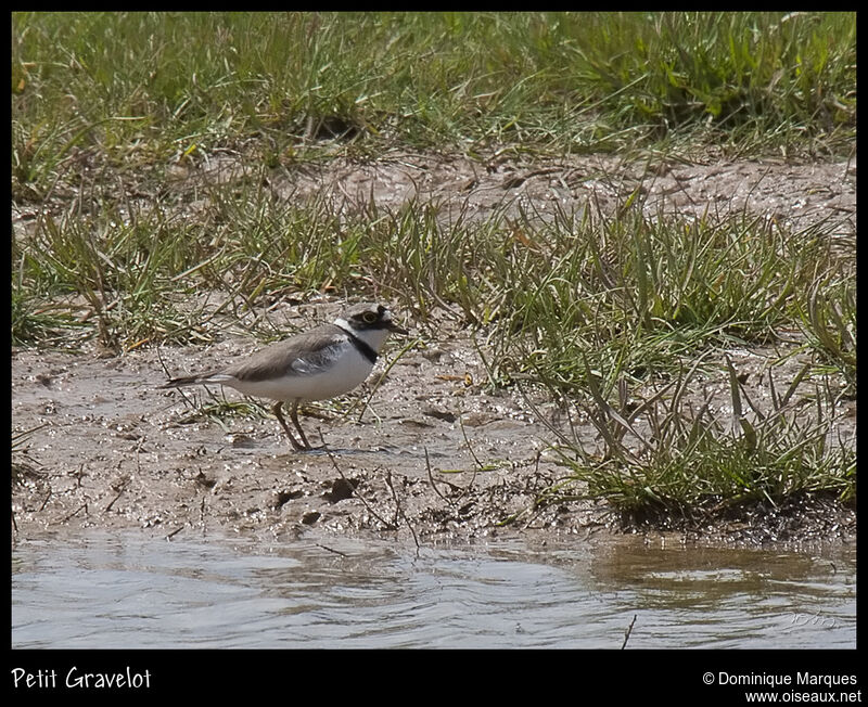 Little Ringed Plover male adult breeding, identification