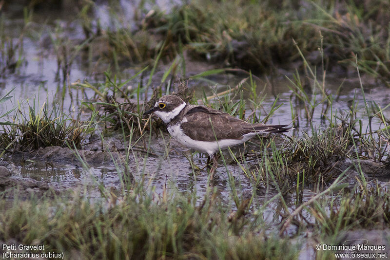 Little Ringed Ploveradult post breeding, identification