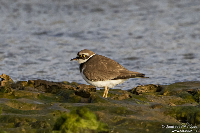 Little Ringed Plover male adult breeding, identification