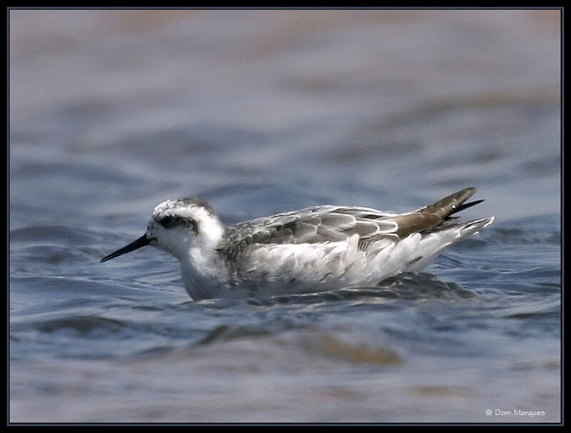 Phalarope à bec étroitadulte internuptial, identification