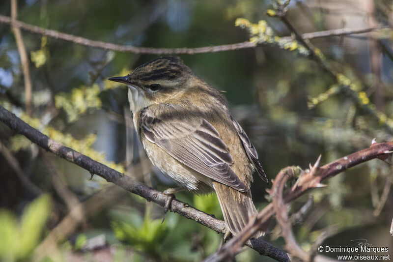 Sedge Warbler