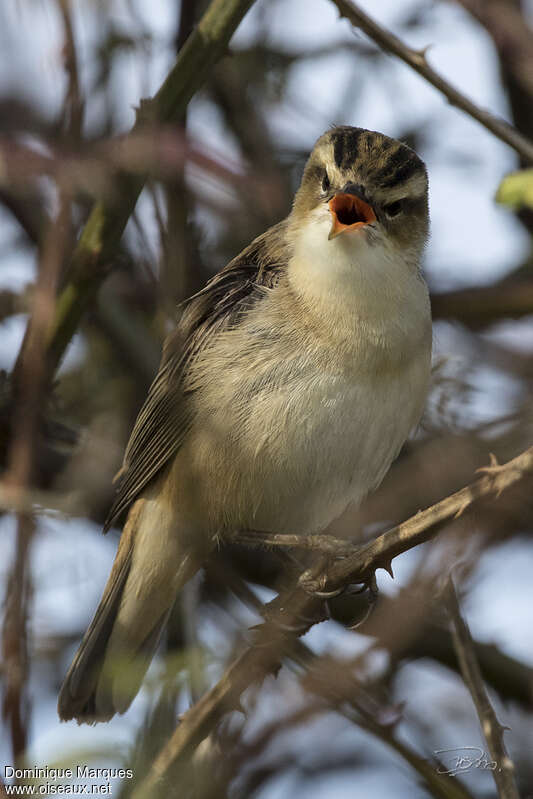 Sedge Warbleradult, song