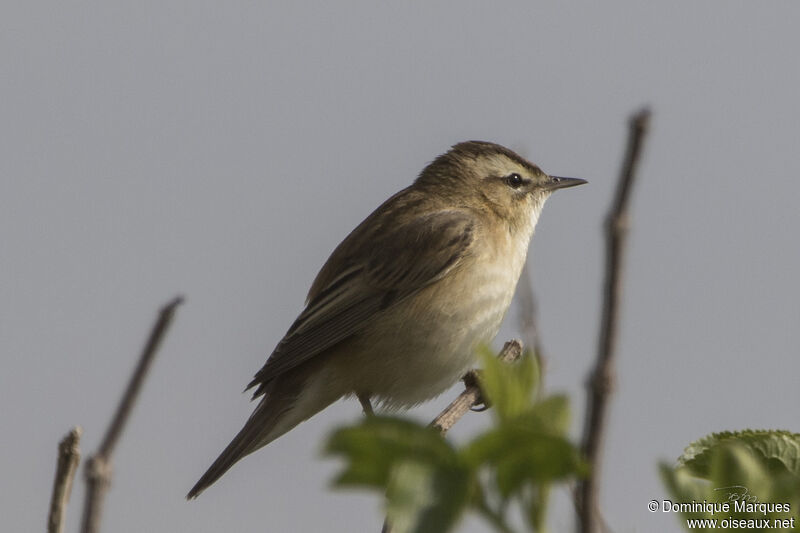 Sedge Warbleradult